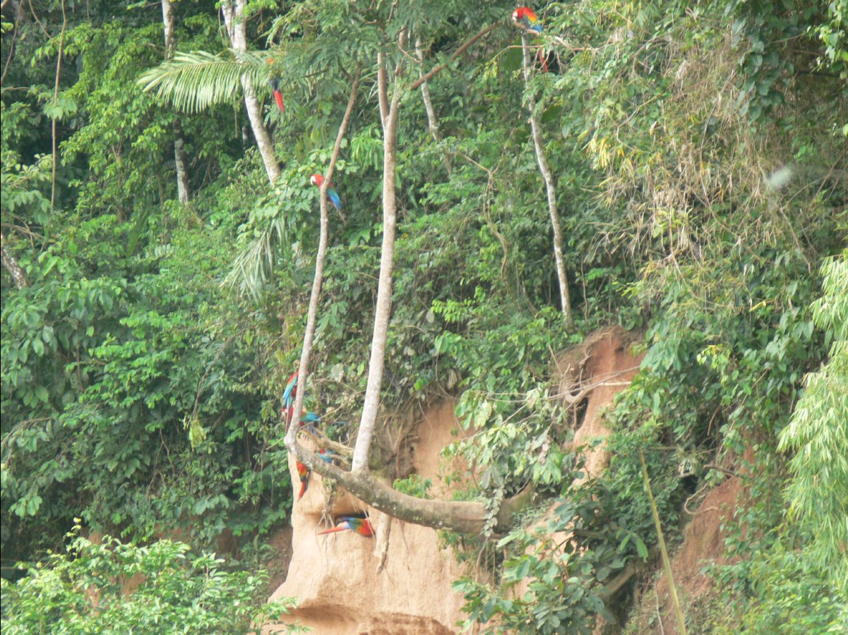 Macaw watching57